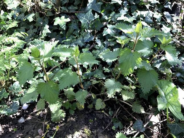 Nettle Picking and Two Nettle Recipes