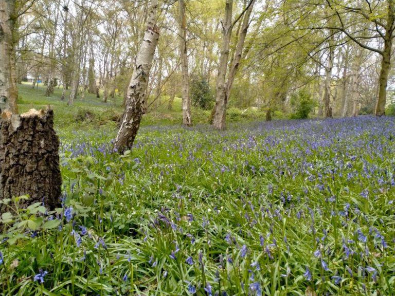 Bluebells Beautiful Bluebells