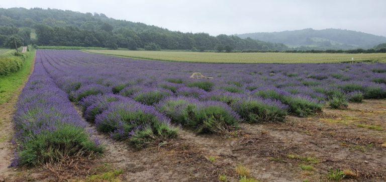 Kent Lavender Fields