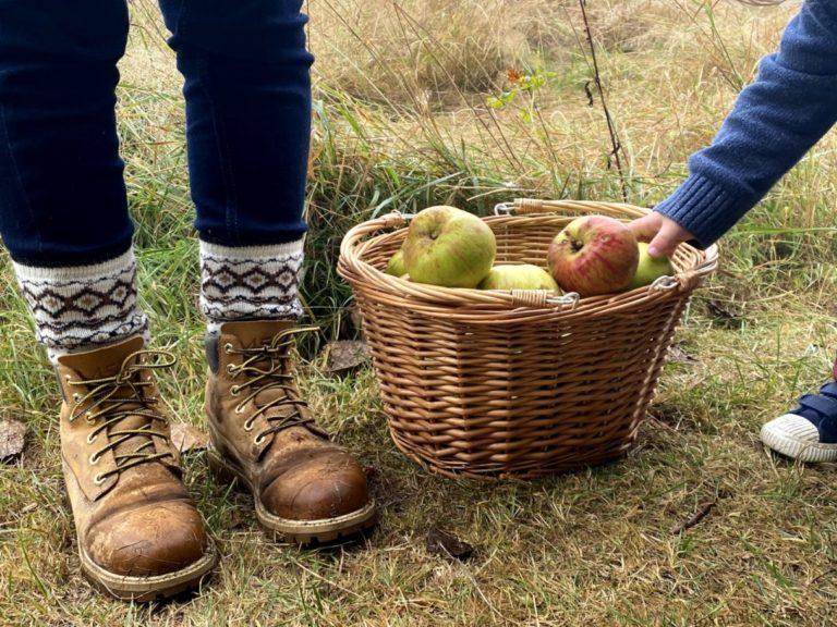 Autumn Traditions: Apple Picking