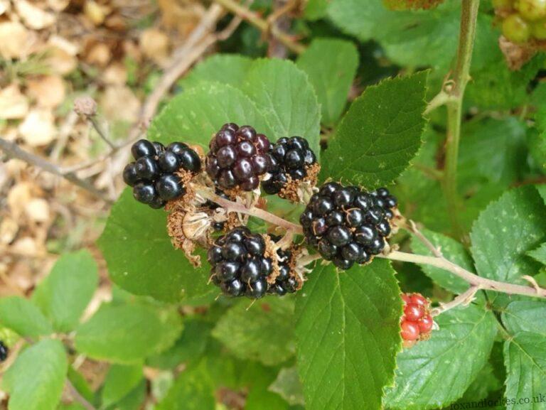 Blackberry picking