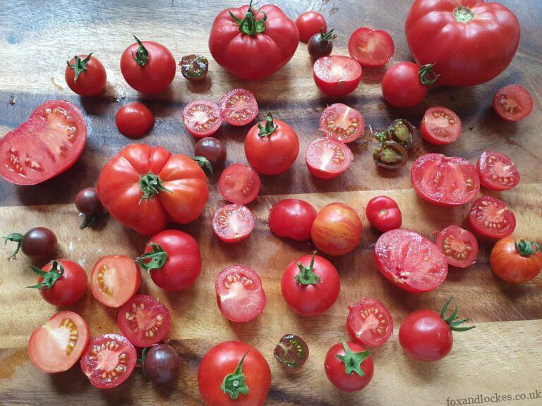 Summer Harvest Tomato Sauce Recipe