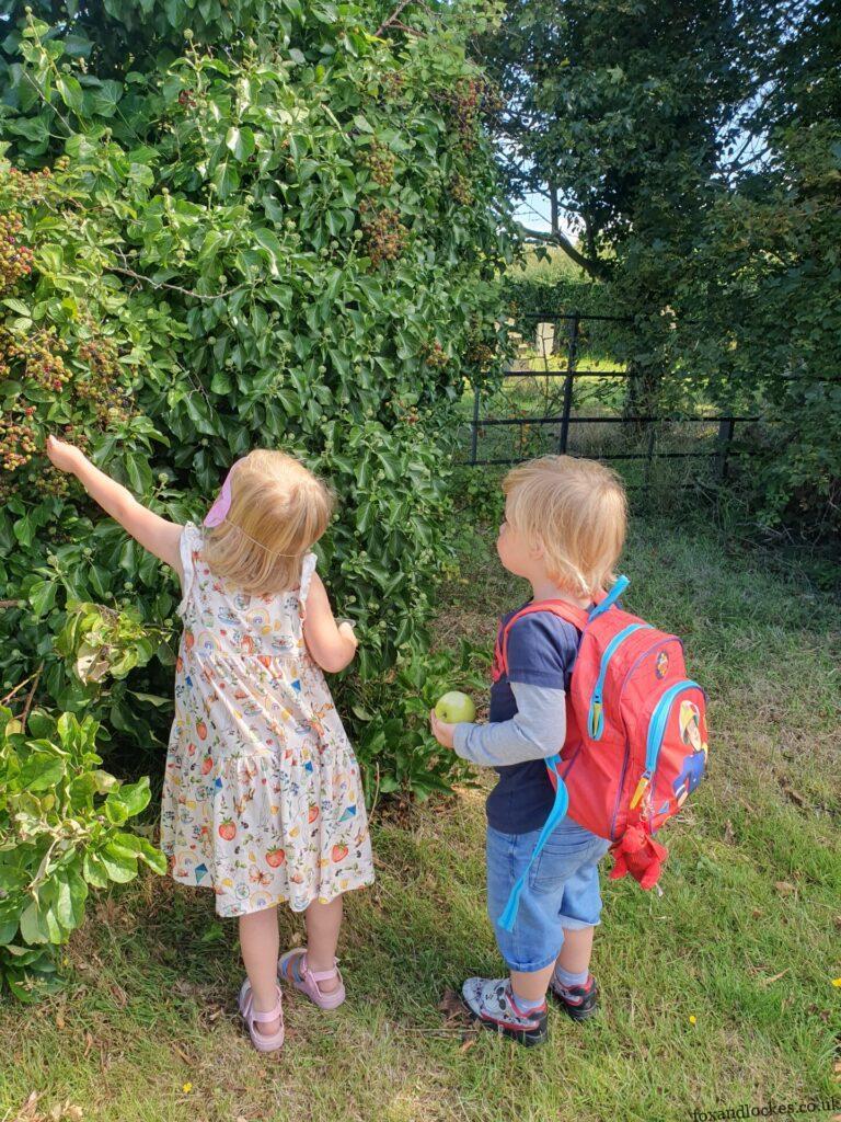 Blackberry Picking 2023